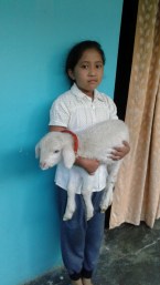 1_AZIMVTH_Ashram_Lamb_for_wool