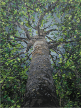 I find sanctuary in the Arms of Mother Kauri and Paint in Reciprocity 2017 Acrylic and gold leaf on board 1050mm x 1400 mm